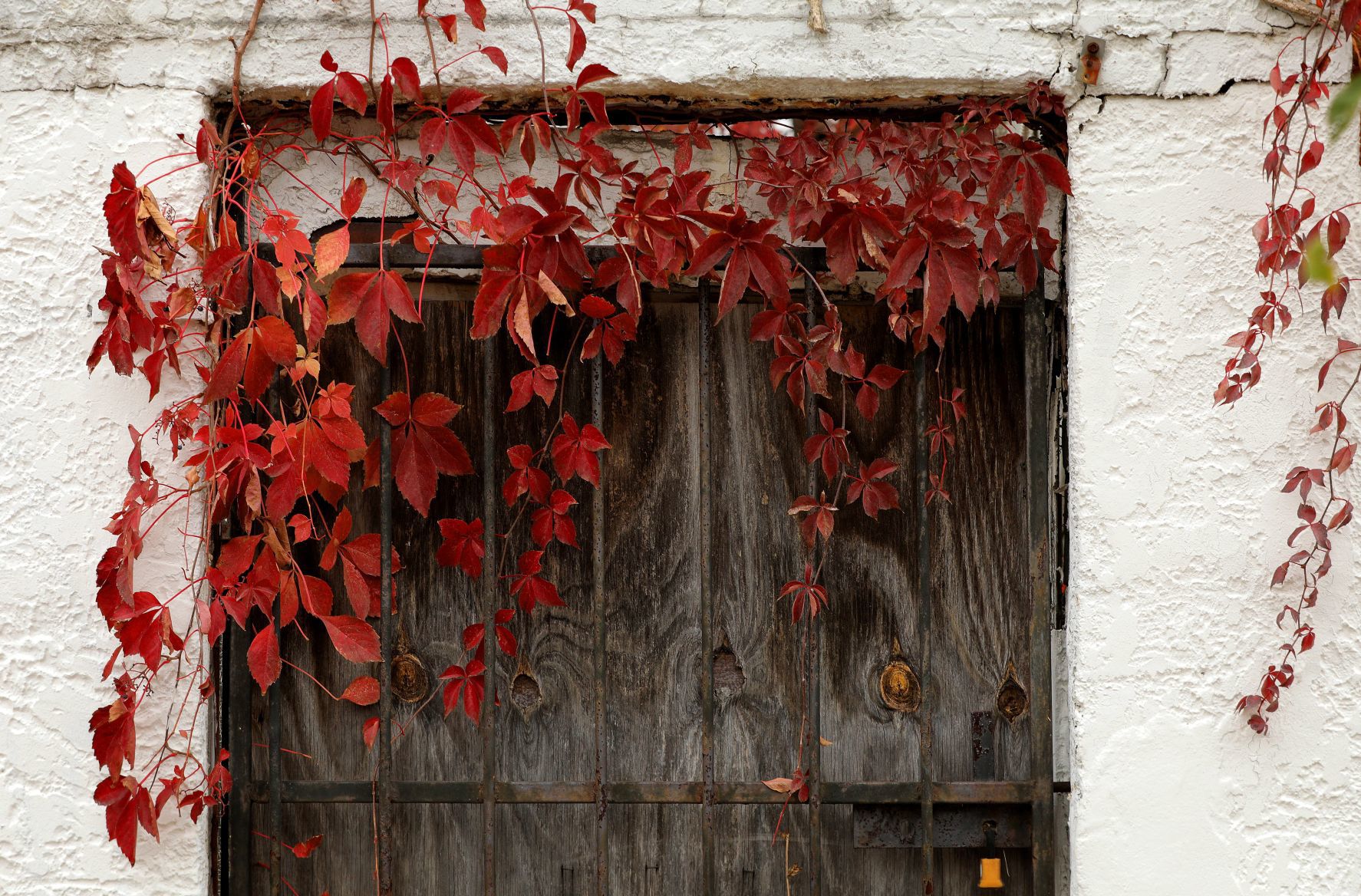 Fall colors burst around St. Louis' north side